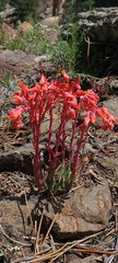 Dudleya pauciflora