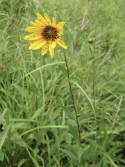 Helianthus pauciflorus