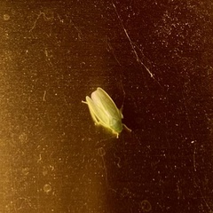 Gyponana
