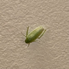Gyponana