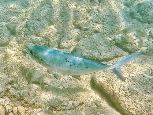 Green jack (Caranx caballus) — Carangidae