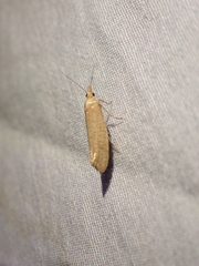 Ypsolopha cervella