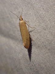 Ypsolopha cervella