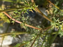 Tripleurospermum maritimum