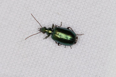 Lebia viridis