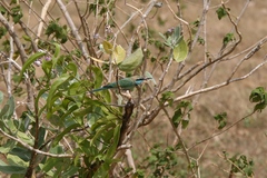 Merops orientalis ceylonicus