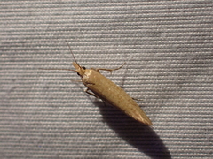 Ypsolopha cervella