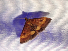 Pyrausta californicalis