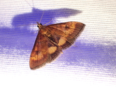Pyrausta californicalis