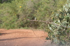Merops orientalis ceylonicus