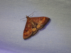 Pyrausta californicalis