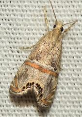 Euchromius gratiosellus