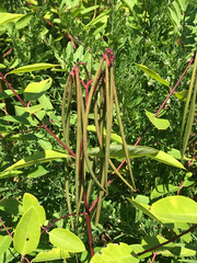 Plantae
