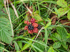 Rubus allegheniensis