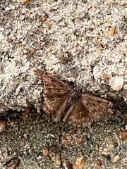 Erynnis horatius