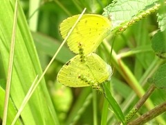Eurema