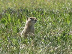 Urocitellus richardsonii