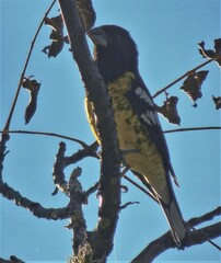 Pheucticus aureoventris