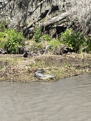 Alligator mississippiensis