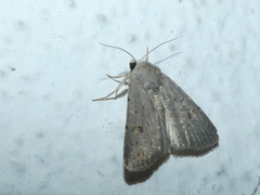 Caradrina kadenii
