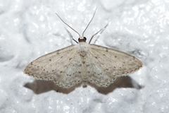 Idaea seriata