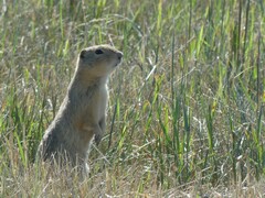 Urocitellus richardsonii