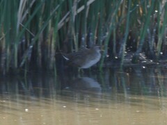 Porzana carolina