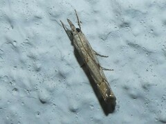 Agriphila geniculea