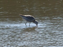 Calidris himantopus