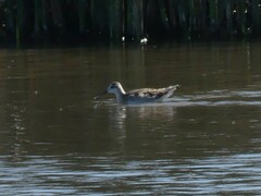 Phalaropus tricolor