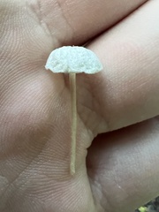 Tetrapyrgos nigripes