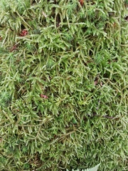 Rhytidiadelphus loreus