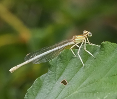 Platycnemis