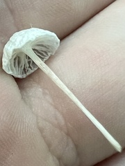 Tetrapyrgos nigripes