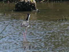 Himantopus mexicanus