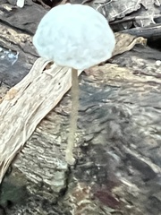 Tetrapyrgos nigripes