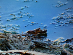 Pelophylax perezi
