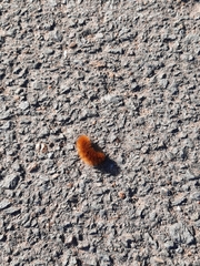 Spilosomina