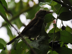 Phylloscopus collybita