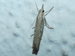 Agriphila geniculea