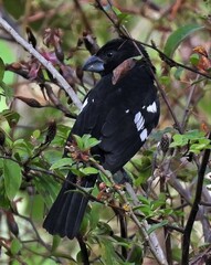 Pheucticus aureoventris