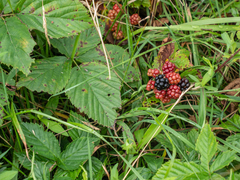 Rubus allegheniensis
