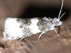 Olethreutes fasciatana