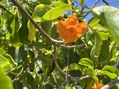 Cordia subcordata