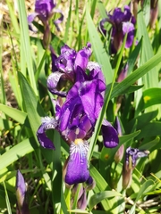 Iris aphylla