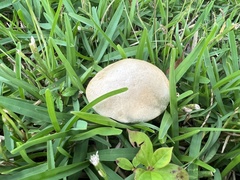 Tylopilus rhoadsiae