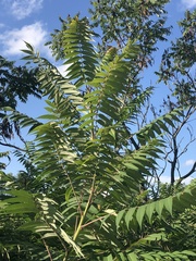 Rhus typhina