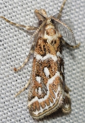 Hypotia leucographalis