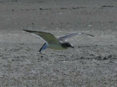 Leucophaeus pipixcan