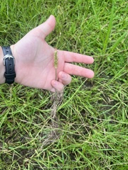 Setaria parviflora